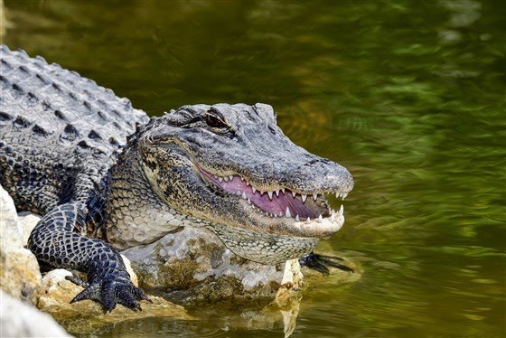 Tennessee police warn flushing drugs could create hyper-aggressive alligators