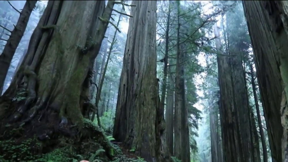Cloning giant redwoods could help combat climate change
