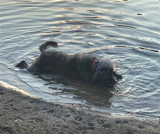 Heartbroken dog owners mourn the loss of their pets from deadly algae