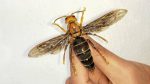 Asian Killer Hornets - wasp - vivomix