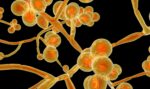 Candida Auris deadly fungus - vivomix